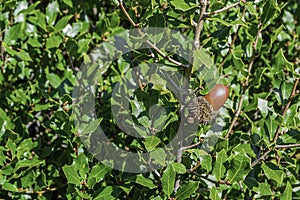 Acorn of a young cork oak (Quercus suber)