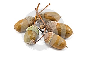 Acorns
