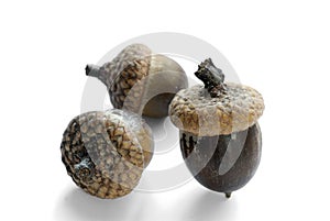 Acorns photo