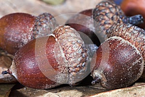 Acorns