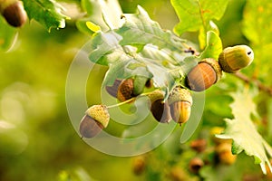 Acorns