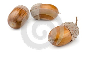 Acorns photo