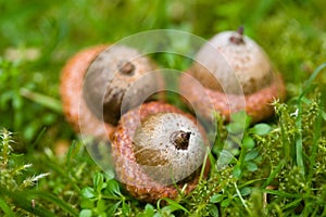 Acorns