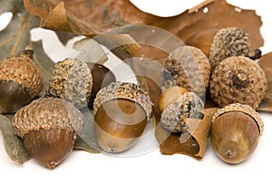 Acorns