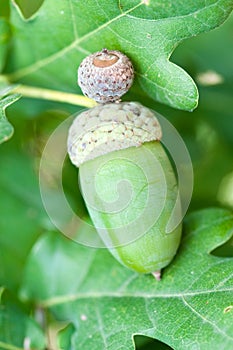 Acorns