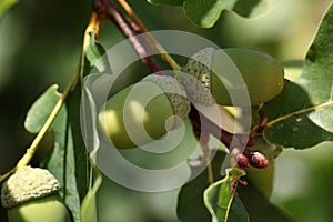 Acorns