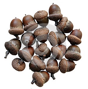 Acorns