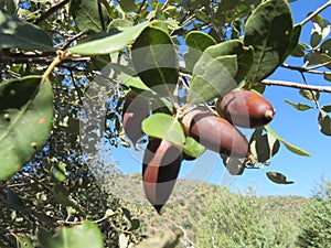 Acorns animal feed fruit of the Iberian pig oak photo