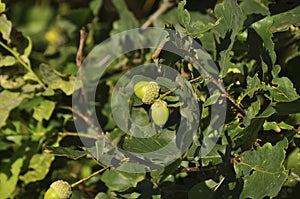 Acorns on a branch close-up. Nature, forest, flora, macro, green