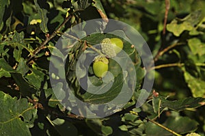 Acorns on a branch close-up. Nature, forest, flora, macro, green