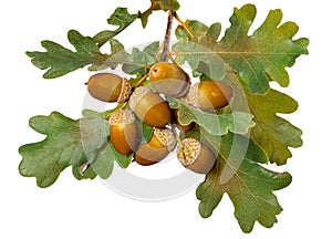 Acorns and branch with colorful autumn leaves white background