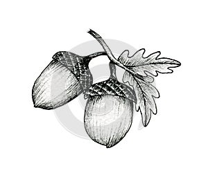 Acorns on a branch isolated on white, black and white ink drawing of autumn acorns and oak leaves, vintage autumnal line art photo