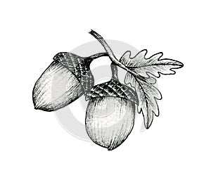 Acorns on a branch isolated on white, black and white ink drawing of autumn acorns and oak leaves, vintage autumnal line art