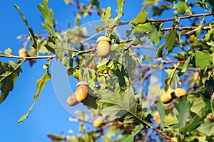 Acorns on the branch of an oak tree