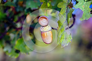 Acorns on the branch of an oak tree