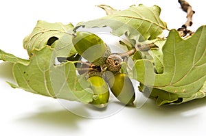 Acorns on a branch side view