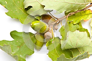 Acorns on a branch top view