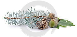 Acorns and cones on a green leaf