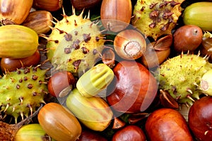 Acorns, conkers, horse chestnut cases and beechnuts