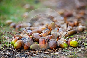 Acorns different maturity and sizes lie on the floor under the oak tree in the forest.