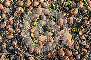 Acorns and discolored tree leaves on the ground
