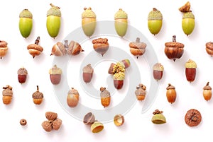 Acorns diversity collection photo