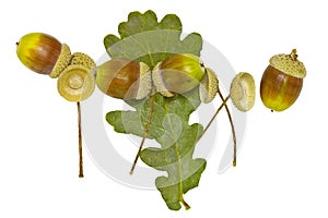 Acorns and dried leaf