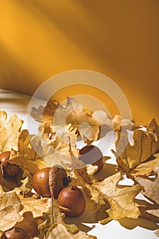 Acorns and dry oak leaves near yellow wall with shadows