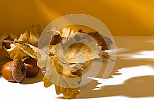 Acorns and dry yellow oak leaves against yellow wall with shadows close up