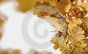 Acorns and dry yellow oak leaves on white with shadows top view copy space