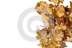 Acorns and dry yellow oak leaves on white top view