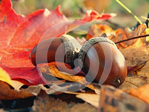 Acorns in the forest