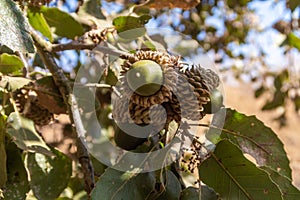 Acorns - the  fruits of the Mediterranean oak grow on a tree on the banks of the swift mountainous Hermon River with crystal clear