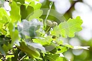 Acorns on an german oak