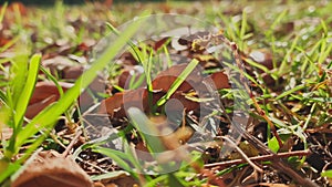 The acorns on the ground, yellow leafs lies on green grass, close view, autumn is in full swing, black tree trunks, sun