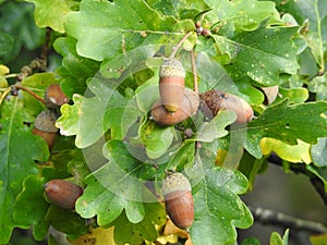 Acorns in cupules on oak trees