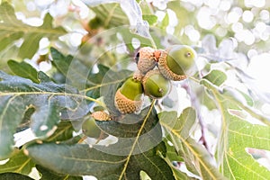 Acorns growing in summer on an oak tree in a forest on a sunny day