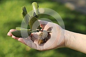 Acorns on a hand