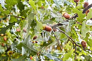 Acorns hang on the tree. Young oak seeds on a green branch of a tree. Oak tree fruit. Twigs of a tree with green leaves. Acorns
