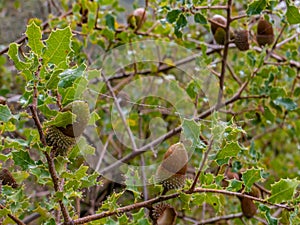 Acorns in a holm oak