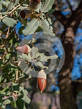 Acorns in a holm oak