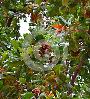 Acorns from Kermes oak treeQuercus coccifera, Albania.