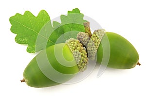 Acorns with leaf