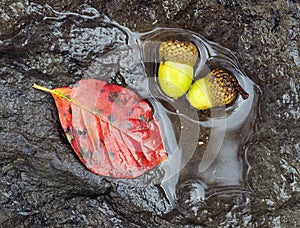 Acorns and a leaf