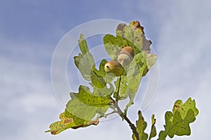 Acorns