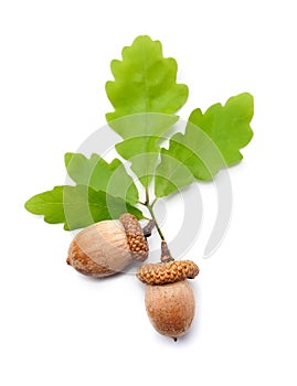 Acorns with leaves