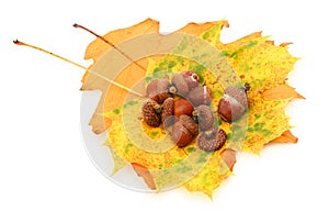 Acorns and leaves