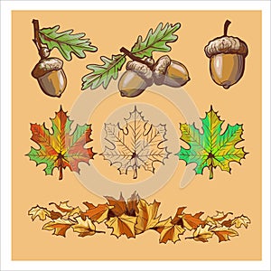Acorns, leaves of different colors, branches. Set with colorful autumn elements. Vector illustration. Autumn banner background