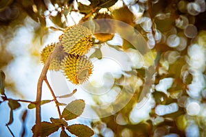 Acorns and leaves of Palestine oak