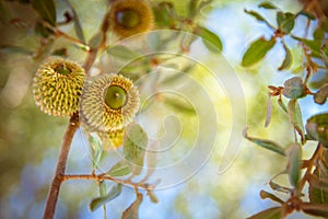 Acorns and leaves of Palestine oak